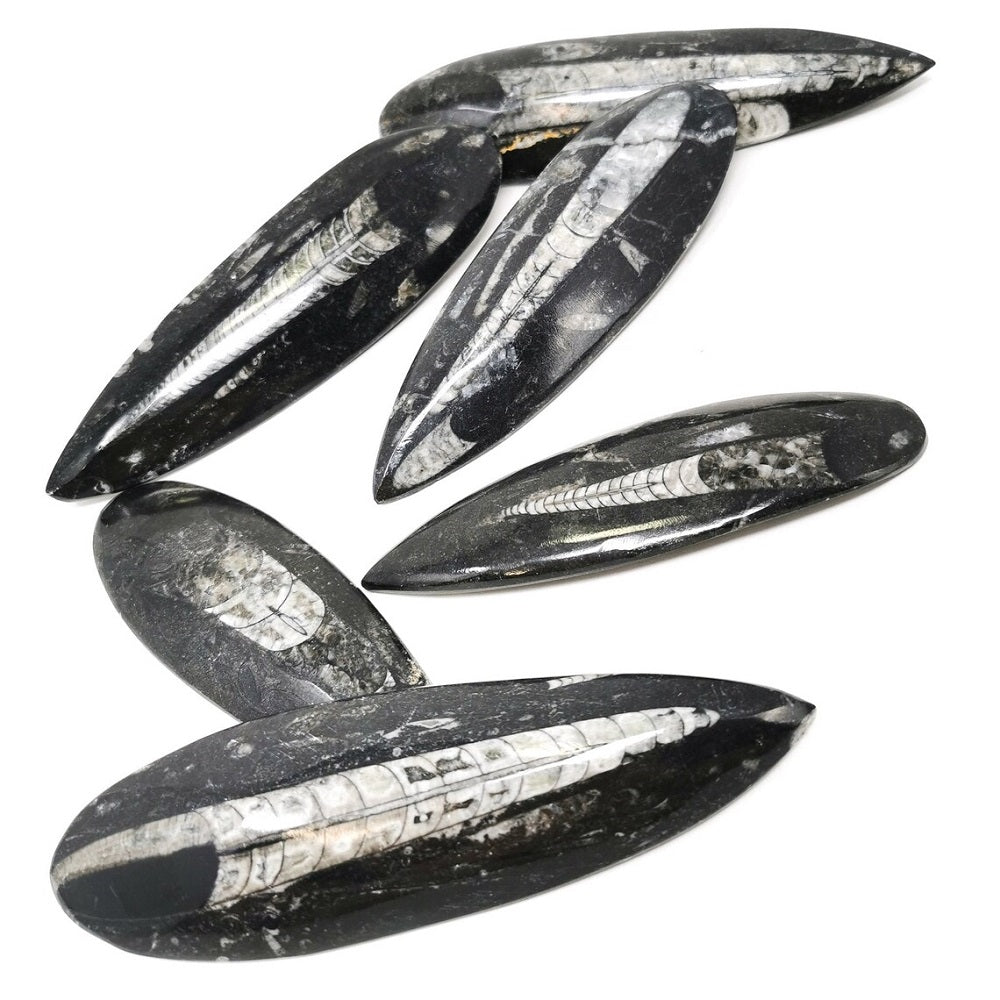 Large Orthoceras Fossil Pendant