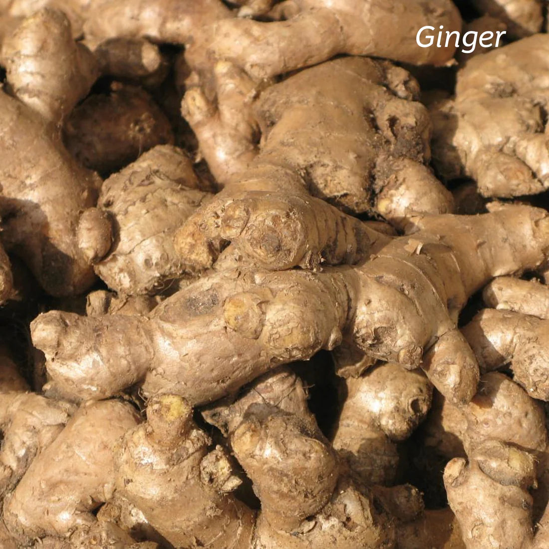 KIWIHERB Kawakawa Stomach Calm