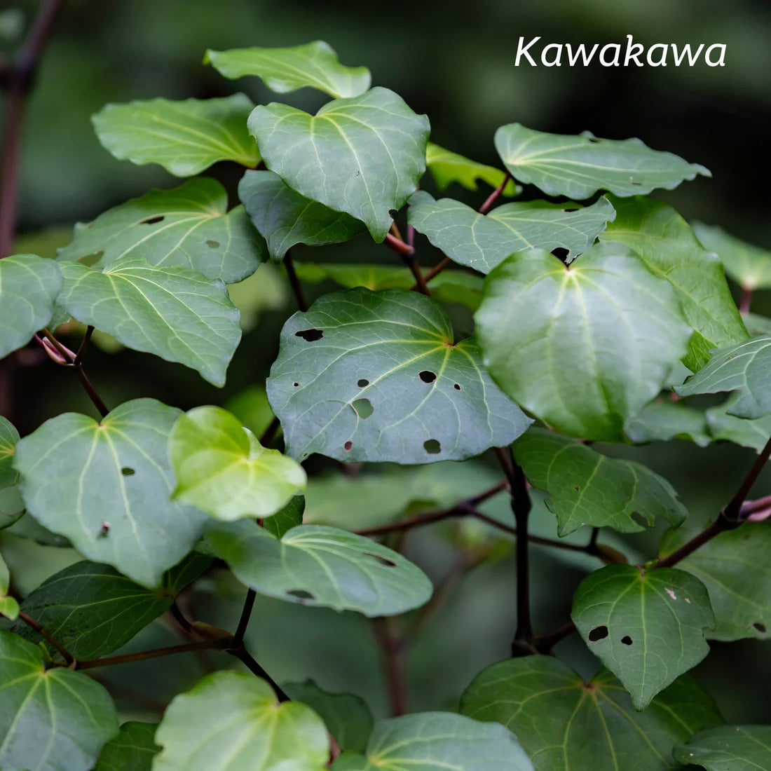 KIWIHERB Kawakawa Stomach Calm