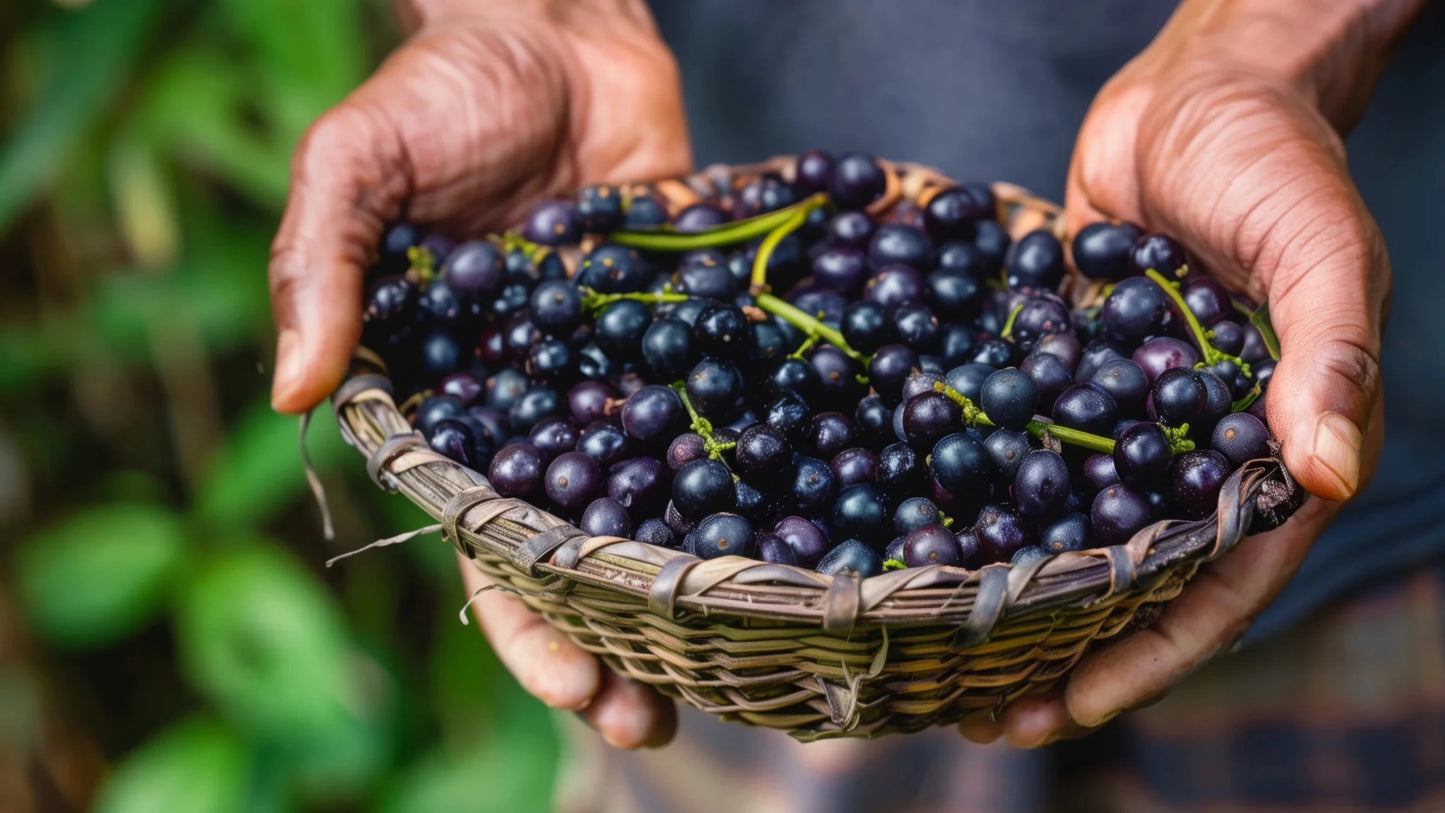 Matakana Organic Acai Berry Powder 100g - 1st Stop Marshall's Health Shop, Gift Shop! - Heath and Natural Therapy New Brighton Christchurch - Naturopath