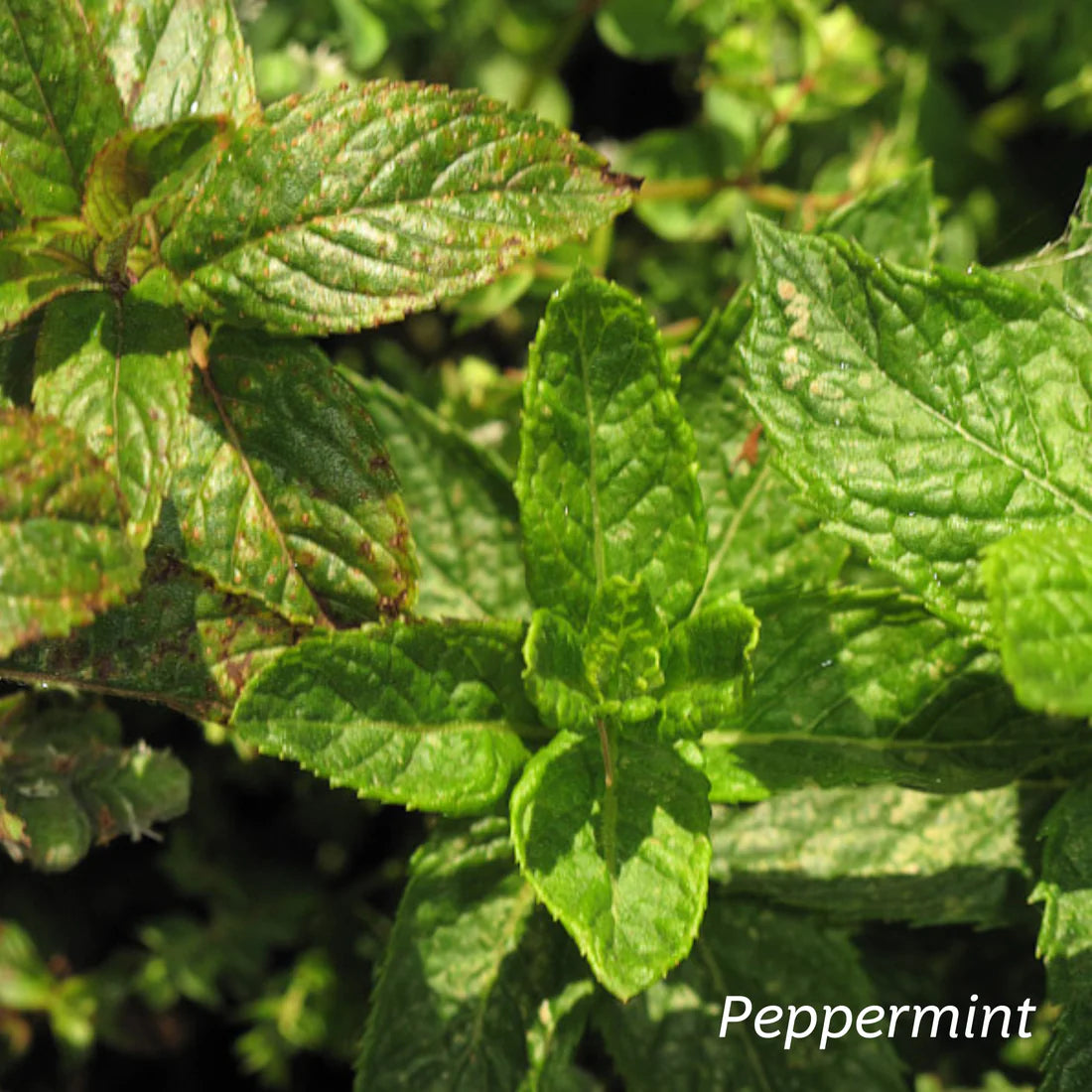 KIWIHERB Kawakawa Stomach Calm