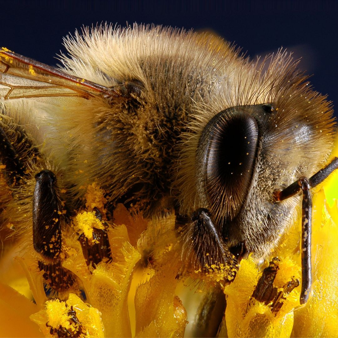 BEE POLLEN