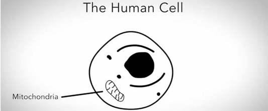 PQQ - MarshallsHealthShop