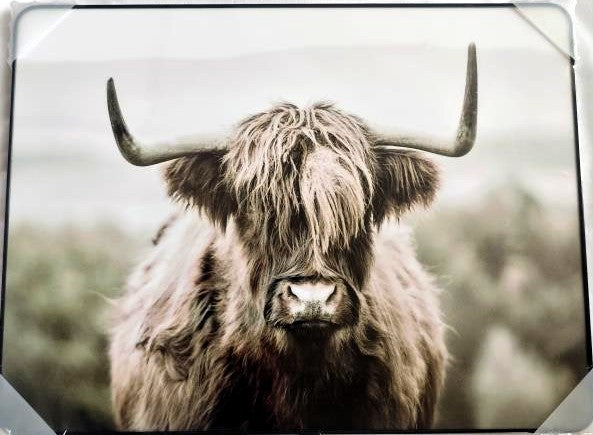 Framed PVC Pop Art Highland Cow (PA10)