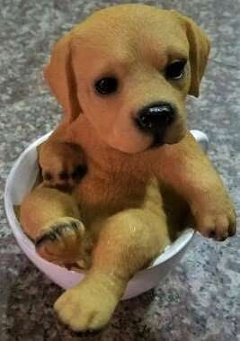 Dog In Cup