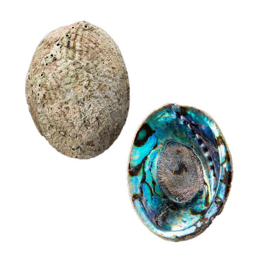 Earth Inspired Paua Shell