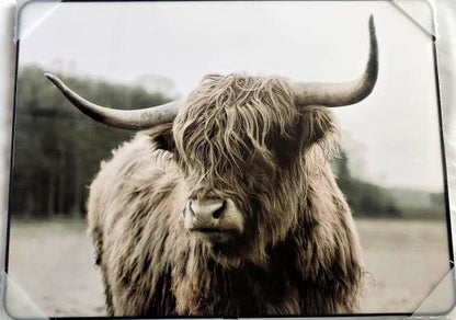 Framed PVC Pop Art Highland Cow (PA11)# - 1st Stop Marshall's Health Shop, Gift Shop! - Heath and Natural Therapy New Brighton Christchurch - Naturopath#