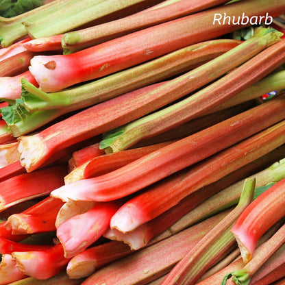 KIWIHERB ColicComfort 100ml - MarshallsHealthShop