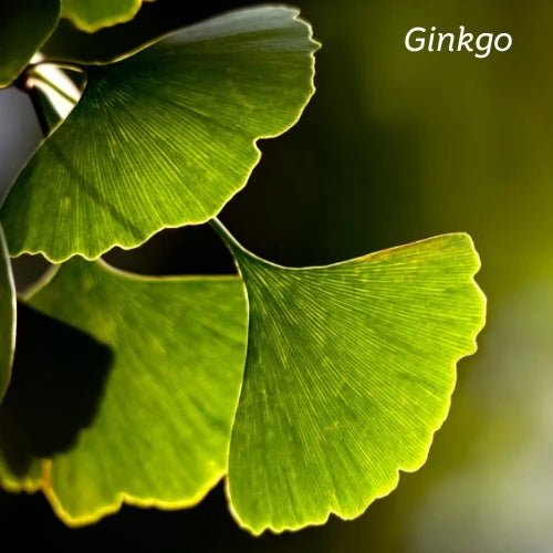 KIWIHERB Ginkgo Alert 200ml - MarshallsHealthShop