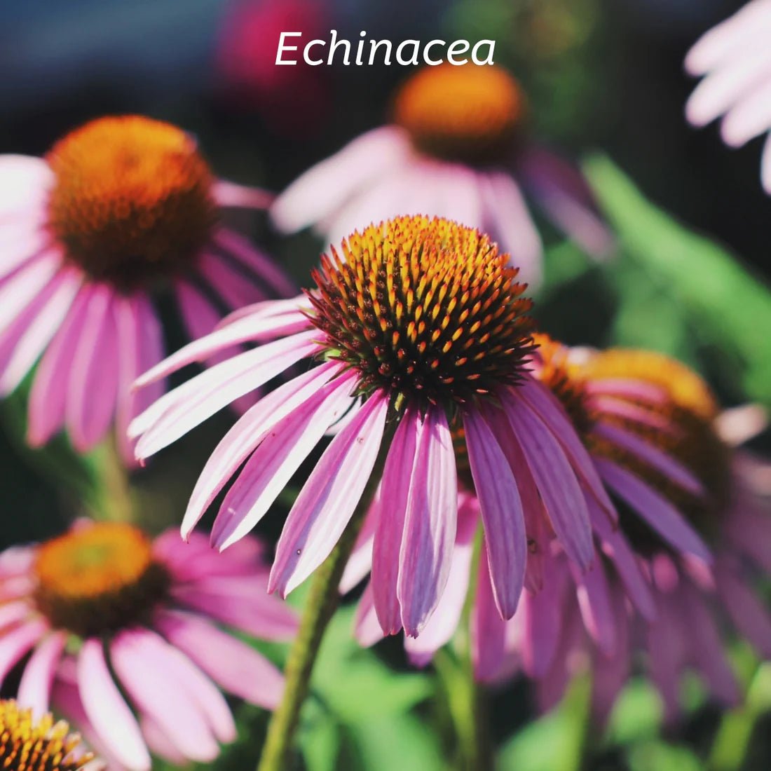 KIWIHERB Herbal Throat Spray 30ml - 1st Stop Marshall's Health Shop, Gift Shop! - Heath and Natural Therapy New Brighton Christchurch - Naturopath