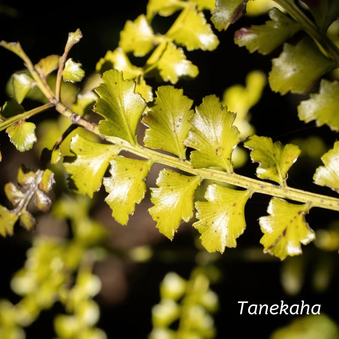 KIWIHERB Manuka Mouthwash 100ml - 1st Stop Marshall's Health Shop, Gift Shop! - Heath and Natural Therapy New Brighton Christchurch - Naturopath