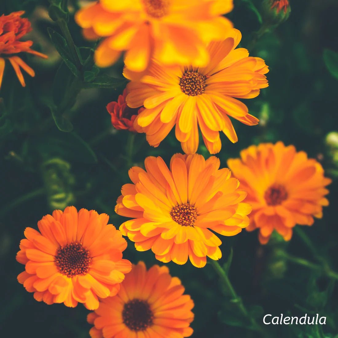 KIWIHERB Organic Calendula Healing Balm 30g - 1st Stop Marshall's Health Shop, Gift Shop! - Heath and Natural Therapy New Brighton Christchurch - Naturopath