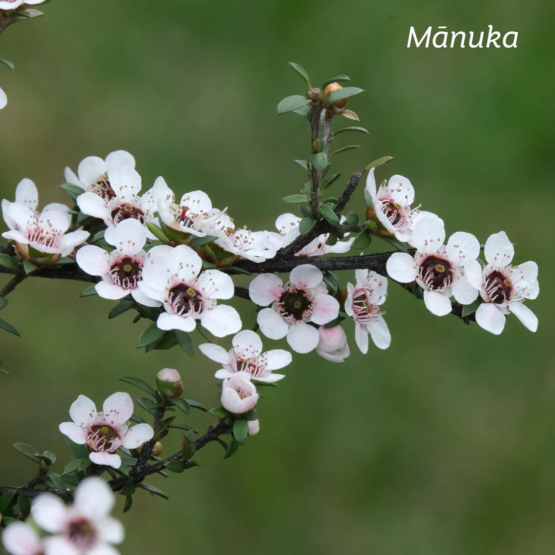 KIWIHERB Manuka Mouthwash 100ml