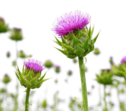 NATROCEUTICS Milk Thistle 60 Capsules - MarshallsHealthShop