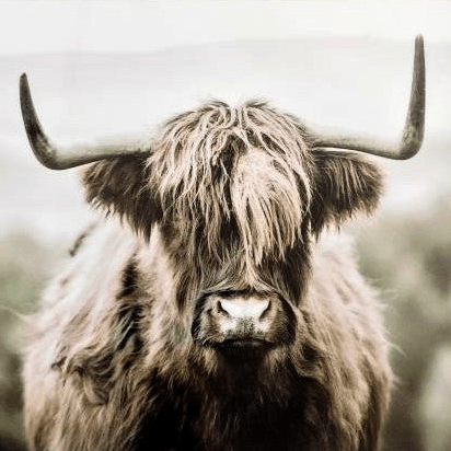 Pop Art Highland Cow (PA10) Framed PVC# - 1st Stop Marshall's Health Shop, Gift Shop! - Heath and Natural Therapy New Brighton Christchurch - Naturopath#