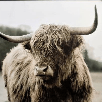 Pop Art Highland Cow (PA11) Framed PVC# - 1st Stop Marshall's Health Shop, Gift Shop! - Heath and Natural Therapy New Brighton Christchurch - Naturopath#