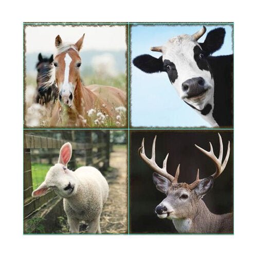 Trivet Farm Animals Theme# - 1st Stop Marshall's Health Shop, Gift Shop! - Heath and Natural Therapy New Brighton Christchurch - Naturopath#