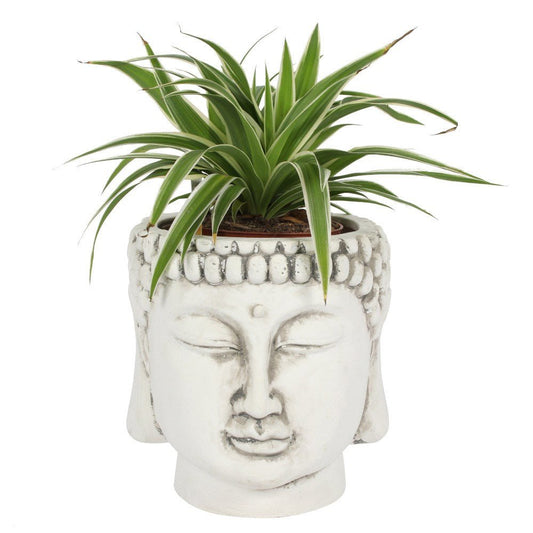 White Terracotta Buddha Head Planter
H:20 x W:20 x D:20 cm This white Buddha head planter will add a touch of zen and serenity to gardens or homes. Made from terracotta. Plant not included.

1st Stop, Marshall's Health Shop, Gift Shop!

SKU: SDZD20827