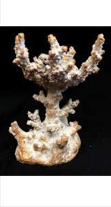 Kaku Coral Candle Holder Br/Cream (192004)